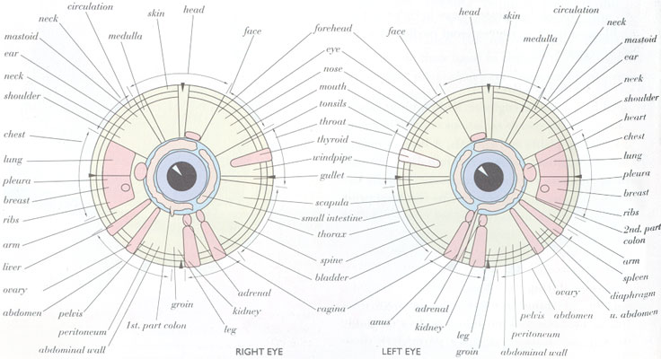 Iridology Chart